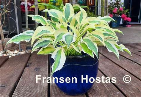 Hosta Naked Lady Fransen Hostas