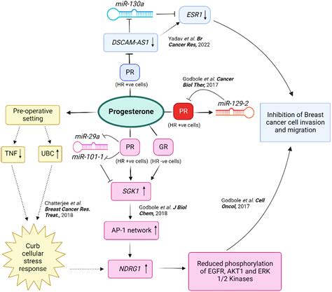 Deciphering the mechanisms of action of progesterone in breast cancer