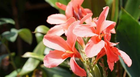 11 Orange Canna Lily Varieties To Brighten Up Your Garden