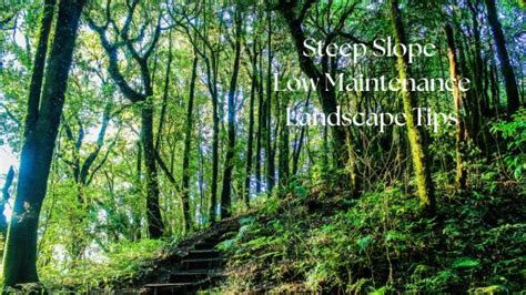 steep slope  maintenance landscape tips