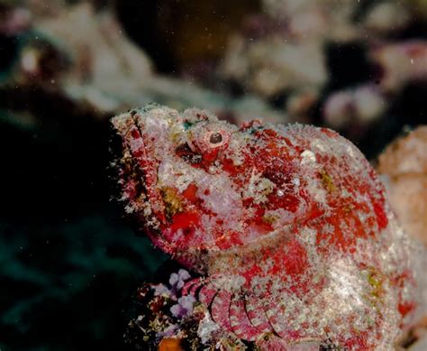 stonefish pictures