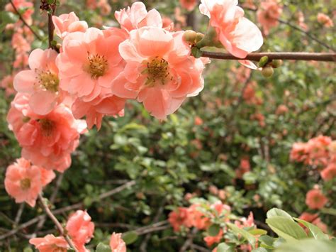 Mariettes Back To Basics Chaenomeles Japonica Japanese Flowering