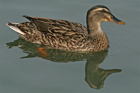 world birds dipping ducks anatidae