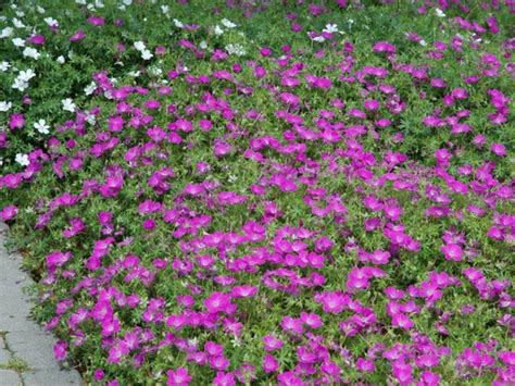 Многолетние Стелющиеся Цветы Фото И Названия Ковром – Telegraph