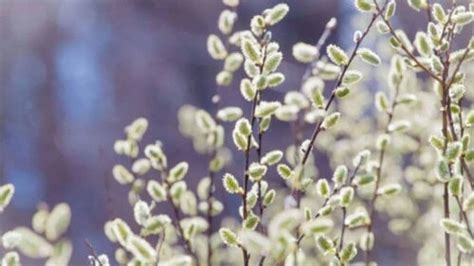 How To Plant Grow And Care For Pussy Willow Salix Spp