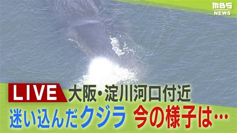 【live】発見から4日迷いクジラ『ヨドちゃん』気になる今の様子・最新状況は？大きく衰弱 大阪・淀川河口付近に留まる Youtube