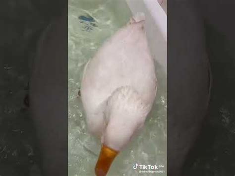 гусь топ чисто я в ванной - YouTube