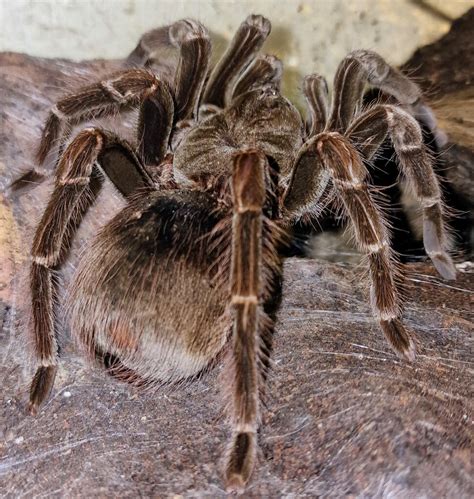 Pamphobeteus Sp Platyomma 01 Arachnoboards