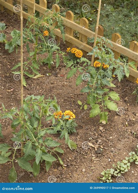 Plantar Plantas De Tomate En Un Huerto Con Marigoles Imagen De Archivo