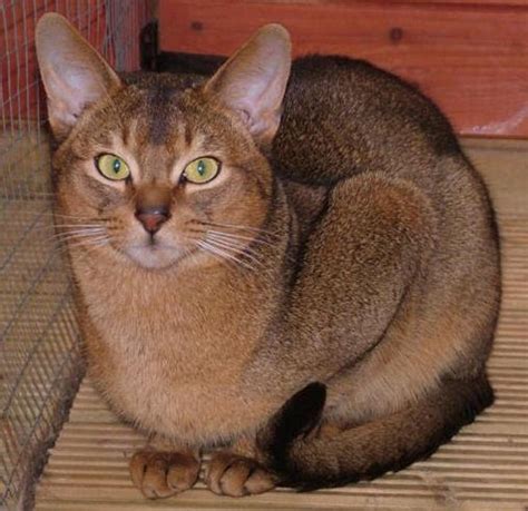 Abyssinian Cat Colors | Top Cat Directory