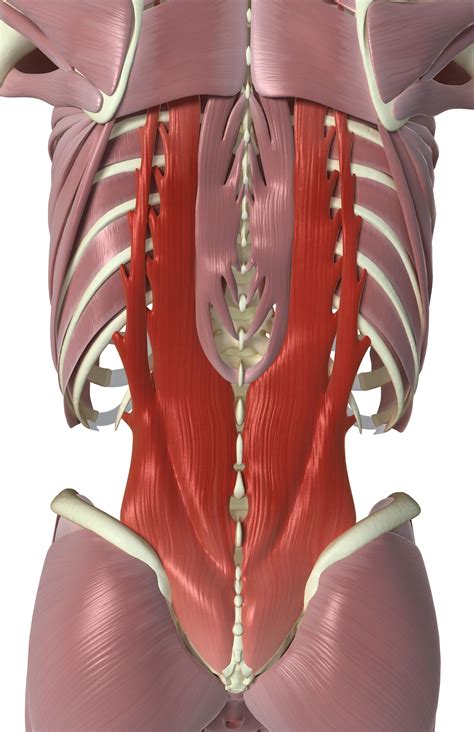 Interspinales and Intertransversarii Back Muscles