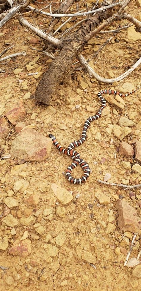 Coast Mountain Kingsnake In October By Alister Caddy Inaturalist