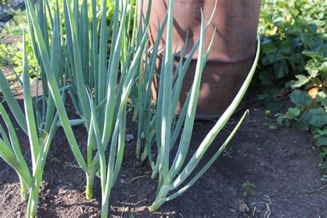 Лук батун “Тристан” — суперурожайный сорт