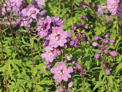 Delphinium'astolat'(Делфиниум Астолат) | Растения за градината