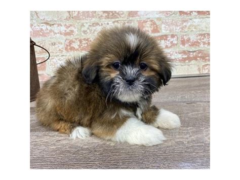 Lhasa Apso Dog Female Golden 2683340 Petland Pets And Puppies Chicago