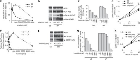 Imatinib Resistant Cells Display An Upregulated Bcr Abl Protein Level