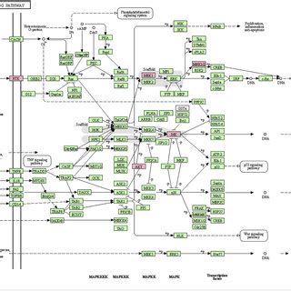 MAPK Signaling Pathway. | Download Scientific Diagram