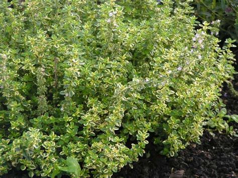 Питомник Серебряковых