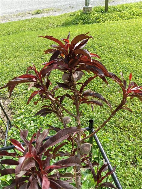 Ruby Ruffle™ Patio Peach Trees For Sale