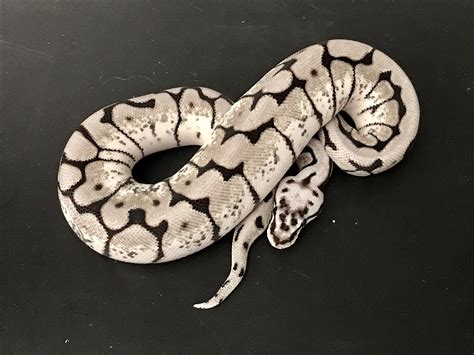 Morph List World Of Ball Pythons