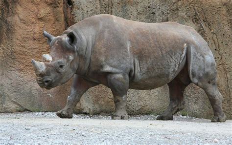 rhino net worth