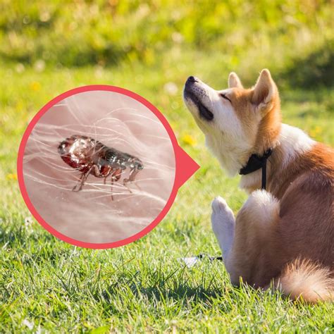 how to get rid of fleas outdoors