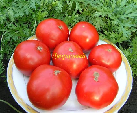 Томат Дворцовый: описание сорта, отзывы, фото | tomatland.ru