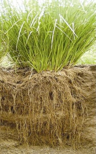 Vetiver Grass System - vetiver