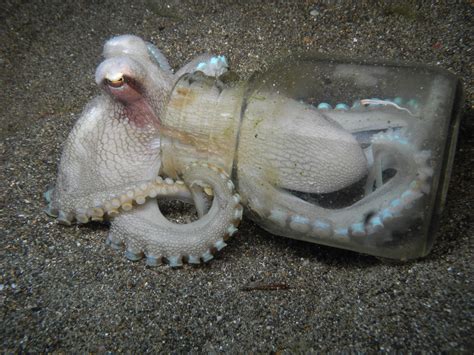 Freshwater Octopus Pet
