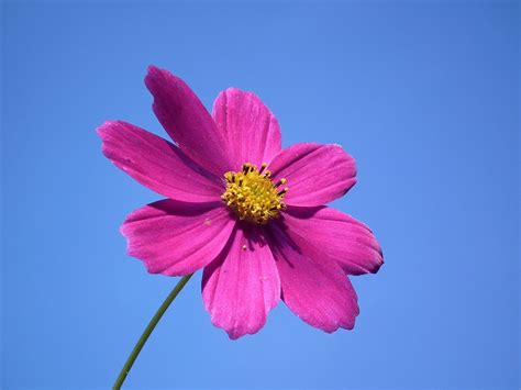 Flor Cielo Color De Rosa Flores Foto Gratis En Pixabay