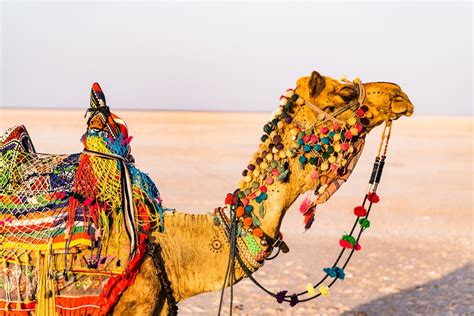 Kutch Pictures | Download Free Images on Unsplash