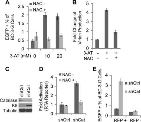 Inhibition Or Depletion Of Catalase Induces Ros Dependent Reactivation Download Scientific