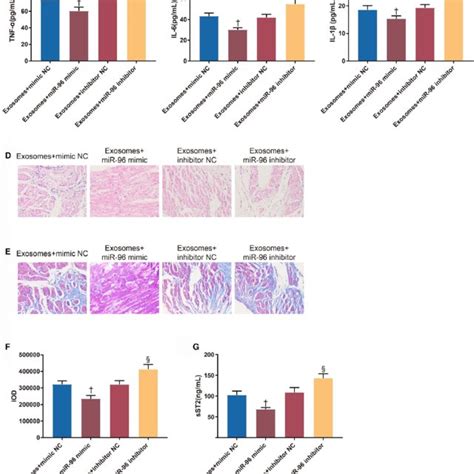 MicroRNA 96 Inhibits Inflammatory Responses And Fibrosis Caused By