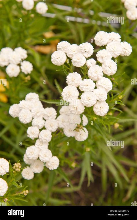 Achillea Ptarmica Hi Res Stock Photography And Images Alamy