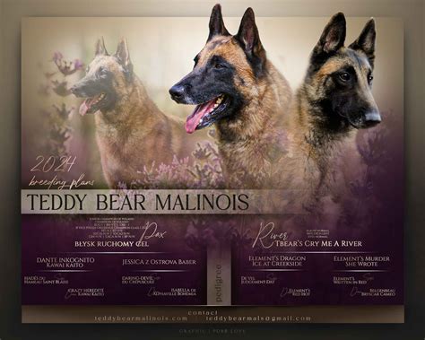 Belgian Malinois Puppies For Sale