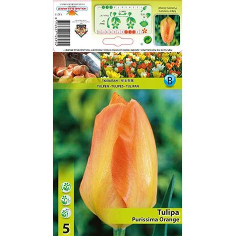 Tulip Purissima Orange 67782 Sibulad Osta Soodsamalt GradinaMax Ee