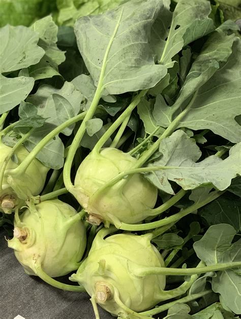 Kohlrabi - Bibb Forest Farm- Regenerative, organically grown vegetables