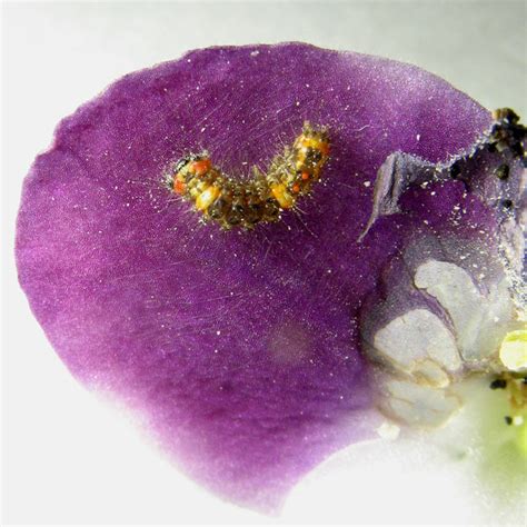 Фиалка Капюшон Медузы Фото – Telegraph