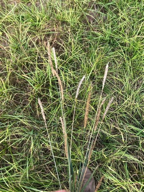 Organic Timothy Grass Hay 8oz Etsy