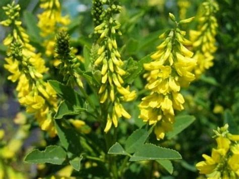 Буркун лікарський | Eco garden, Herbs, Plants