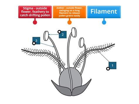 wind pollinated flower labelled diagram
