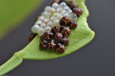 143 Stink Bug Green Eggs Stock Photos Free And Royalty Free Stock