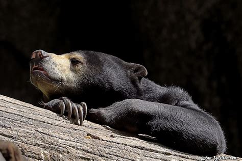 Malayan Sun Bear By Jan Willemsen Fotografie On Youpic