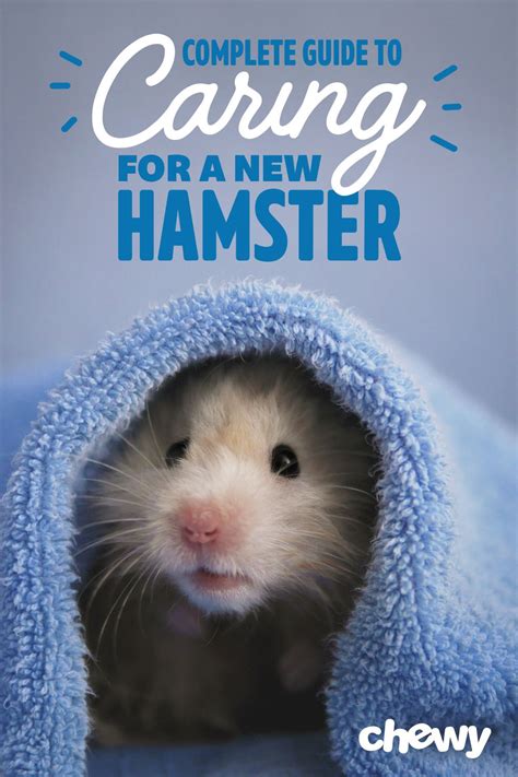 Hamster care – Artofit