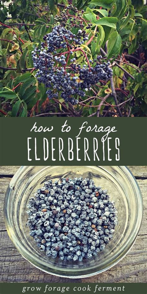 Foraging For Elderberries Elderflowers Identification Look Alikes Uses Artofit