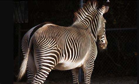 Top 10 Zoos in the USA - Travel Destinations & Tours