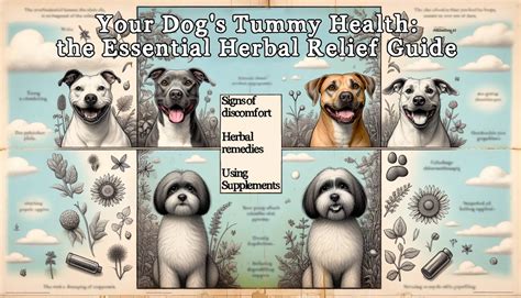 The Essential Guide to Your Dog's Tummy Health: Signs of Discomfort and ...