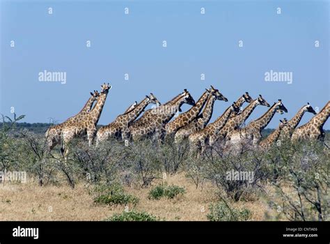 Giraffe Giraffa Camelopardalis Herd In Savanna Namibia Etosha Np