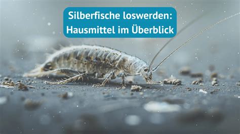 Silberfisch K Derdose Effektiv Nachhaltig Patronus