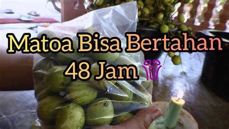 Cara Packing BUAH MATOA Untuk Dikirim YouTube